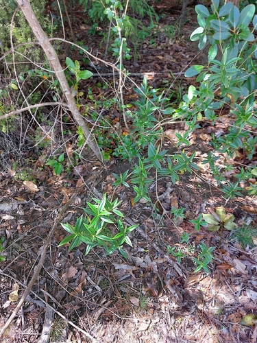 Veronica stricta