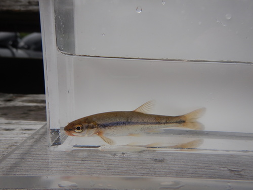 Bottlefish (Couesius plumbeus) — Cyprinidae — 4