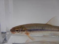 Couesius plumbeus