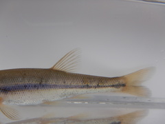 Couesius plumbeus