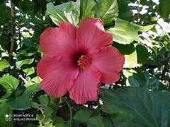 Hibiscus rosa-sinensis
