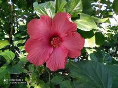 Hibiscus rosa-sinensis