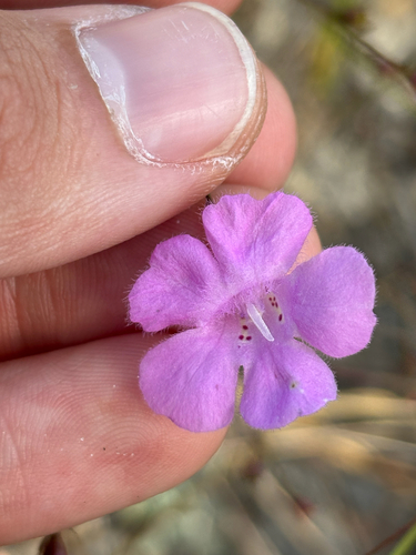 Chattahoochee False Foxglove (Agalinis plukenetii)