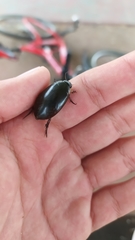 Megadytes