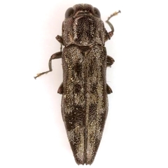 Agrilus dollii