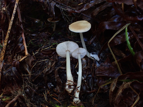 Owingsia PNW01 graham.jpg