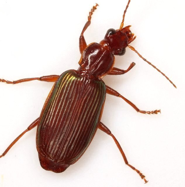 Calleida fimbriata