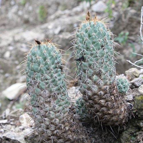 Coryphantha glassii