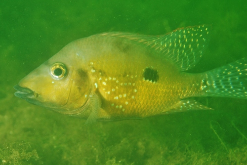 Beaked cichlid (Cribroheros rostratus) — Cichlidae