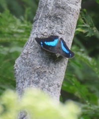 Archaeoprepona demophoon gulina