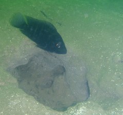 Black Devil photo 4