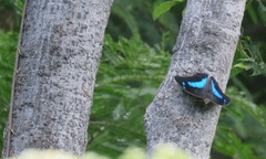 Archaeoprepona demophoon gulina