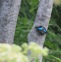 Archaeoprepona demophoon gulina