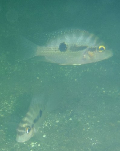 Red breast cichlid (Cribroheros longimanus) — Cichlidae — 3