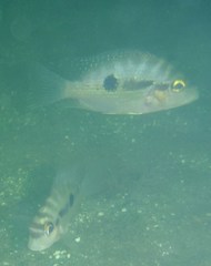 Cribroheros longimanus