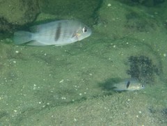 Neetroplus nematopus