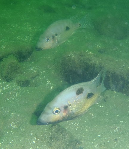 Beaked cichlid (Cribroheros rostratus) — Cichlidae — 5
