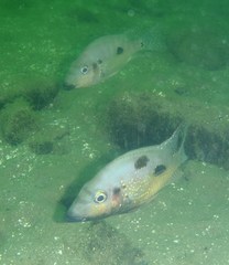 Cribroheros rostratus