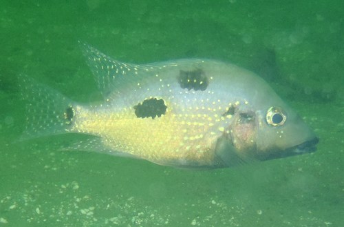 Beaked cichlid (Cribroheros rostratus) — Cichlidae — 4