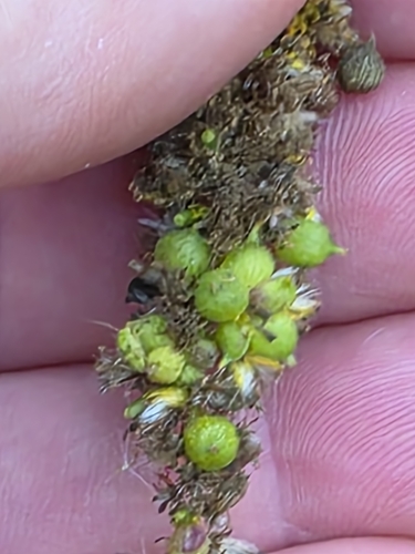 Unknown species found near Troy, AL 36079, USA