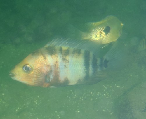 Arrow cichlid (Amphilophus sagittae) — Cichlidae — 5