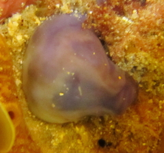 Asterocarpa coerulea