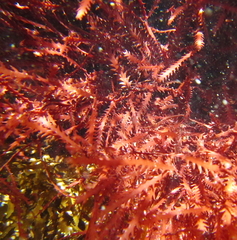Vidalia colensoi