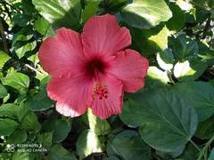 Hibiscus rosa-sinensis