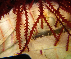 Vidalia colensoi