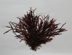 Vidalia colensoi