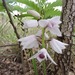 Eulophia euantha - Photo (c) Nicholas Wightman, algunos derechos reservados (CC BY-NC), subido por Nicholas Wightman