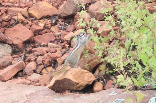 Gray-collared Chipmunk observed by jedsmith