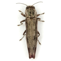 Agrilus subtropicus