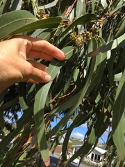 Eucalyptus nitens