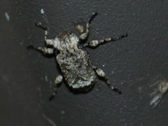 Leptostylus