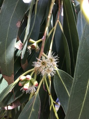 Eucalyptus nitens