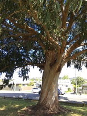 Eucalyptus nitens