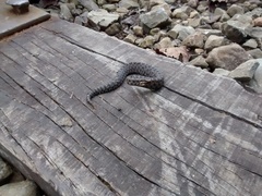 Crotalus triseriatus