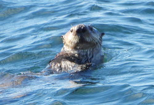 Northern Sea Otter photographed in Oregon