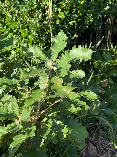 Daimyo Oak (Quercus dentata)