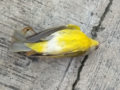 Leiothlypis ruficapilla