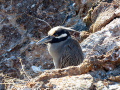 Nyctanassa violacea pauper