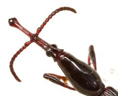 Heterobrenthus texanus