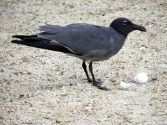 Leucophaeus fuliginosus