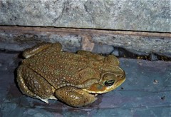 Rhinella arenarum