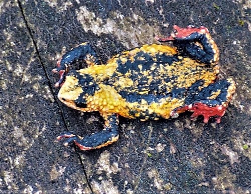 Yungas Red-bellied Toad