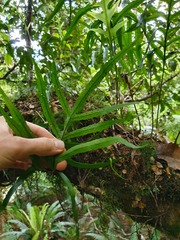 Microsorum novae-zealandiae
