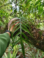 Microsorum novae-zealandiae