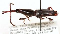 Heterobrenthus texanus