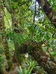 Microsorum novae-zealandiae